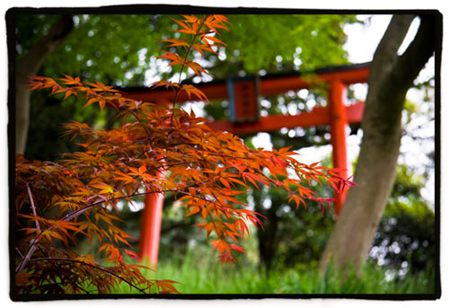 momiji